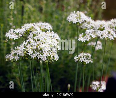 Gros plan sur les fleurs blanches de l'ampoule de jardin à fleurs Allium tuberosum vue au Royaume-Uni. Banque D'Images