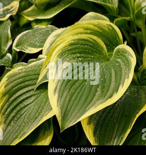 Gros plan de la plante herbacée vivace avec des feuilles variétées avec des gouttes d'eau de Hosta Victory vu dans le jardin au Royaume-Uni. Banque D'Images