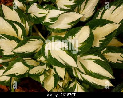 Gros plan de la plante herbacée vivace avec des feuilles de feuilles variégées avec des gouttes d'eau de Hosta Fire et de glace vu dans le jardin au Royaume-Uni. Banque D'Images