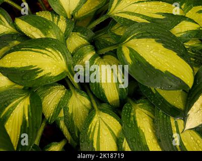 Gros plan de la plante herbacée vivace avec des feuilles variétées avec des gouttes d'eau du Hosta Color Festival vu dans le jardin au Royaume-Uni. Banque D'Images