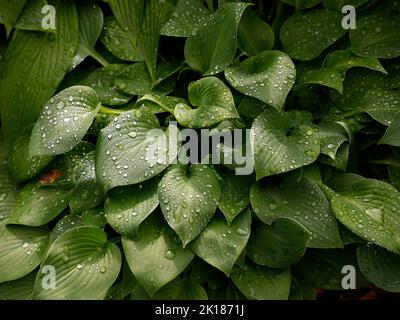 Gros plan de la plante herbacée vivace avec des feuilles vertes avec des gouttes d'eau de Hosta Abiqua Blue Edge vu dans le jardin au Royaume-Uni. Banque D'Images