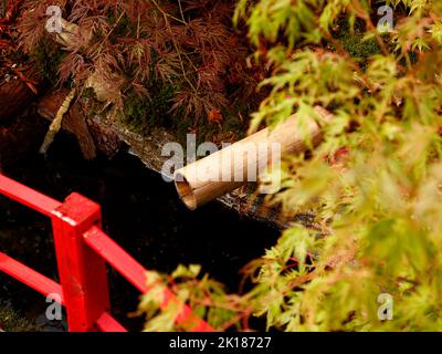 Détails dans un jardin japonais avec Acer palmatum seiryu, un pont rouge et un tuyau d'eau en bambou au-dessus d'un petit étang vu au Royaume-Uni. Banque D'Images