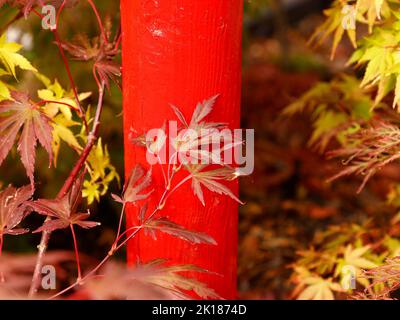 Détail d'un jardin japonais avec une feuille Acer Palmatum contre un pôle rouge vu au Royaume-Uni. Banque D'Images