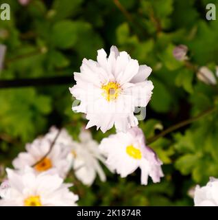 Gros plan de la plante herbacée Anemone Frilly Tanga vu avec ses fleurs semi-doubles fleuries au Royaume-Uni à la fin de l'été et en automne. Banque D'Images