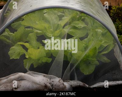 La laitue est vue pousser dans un tunnel recouvert d'un matériau blanc en maille fine pour dissuader les insectes. Banque D'Images