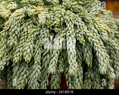 Gros plan sur les feuilles vertes de la queue de Sedum morganianum Burro. Banque D'Images