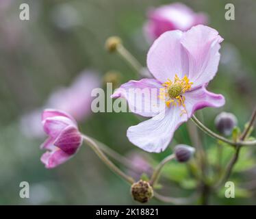 L'anemone Hupehensis grandit dans un lit de fleurs à Norrköping en août en Suède. Banque D'Images