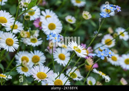 Pâquerettes et oublis-mes-nots qui poussent ensemble dans une zone sauvage du jardin Banque D'Images