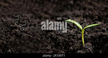 Un sprout de poivre sur fond de terre noire avec un lieu pour le texte. Banque D'Images