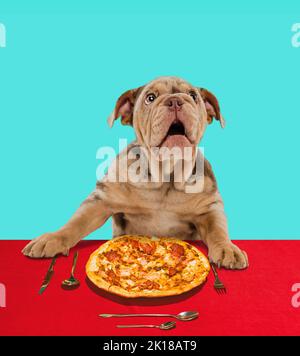 Adorable Bulldog français Merle assis à la table et mangeant de la pizza. Amateur de cuisine italienne Banque D'Images