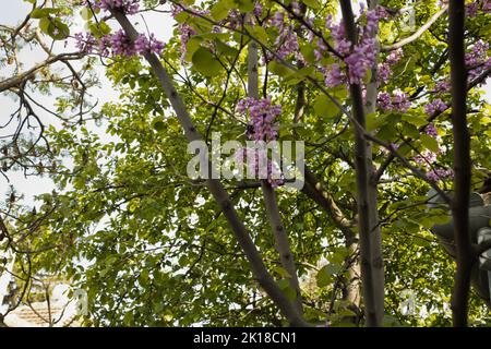 En pleine fleur arbre Judas, belles fleurs violettes avec feuilles vert pastel dans le jardin par une journée ensoleillée. Banque D'Images