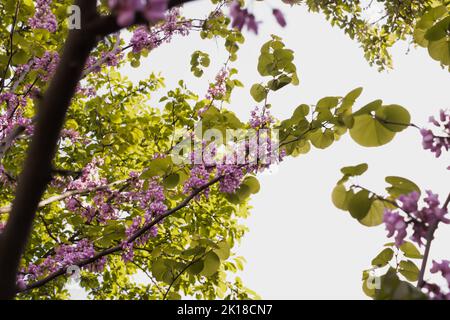 En pleine fleur arbre judas, fleurs violettes avec feuilles vert pastel dans le jardin sur une journée ensoleillée.magnifique fond. Banque D'Images