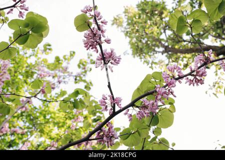 L'arbre de Judas fleurit, de belles fleurs violettes avec des feuilles de vert pastel dans le jardin par une journée ensoleillée. Banque D'Images