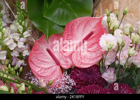 Fleur d'Anthurium rose dans un arrangement de fleur béatiful. Banque D'Images