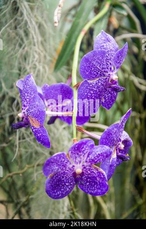 Orchid Vanda Sansai Blue gx Banque D'Images