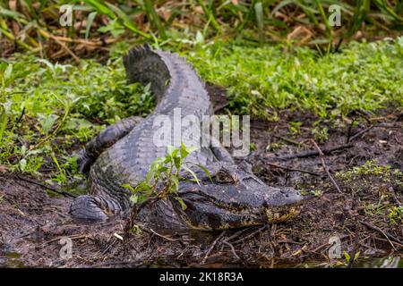 Un Yacare caiman (Caiman yacare), également appelé Paraguayan caiman, dans la végétation le long de la rive de la rivière Paraguay près de Baiazinha Lodge locat Banque D'Images