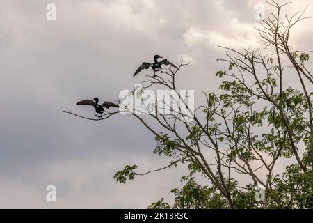 Les cormorans néotropes (Phalacrocorax brasilianus) séchant leurs ailes dans un arbre de la rivière Paraguay près de Baiazinha Lodge situé dans le Pant du Nord Banque D'Images