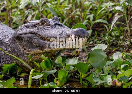 Un Yacare caiman (Caiman yacare), également appelé Paraguayan caiman, dans la végétation le long de la rive de la rivière Paraguay près de Baiazinha Lodge locat Banque D'Images