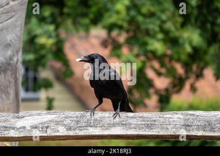 le corbeau-carrion corvus corone oiseau de passereau de la famille des corvidés perché sur une clôture avec de la nourriture dans le bec et un arrière-plan flou Banque D'Images