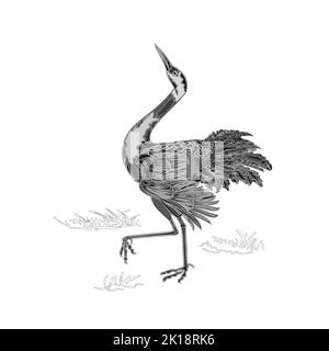 Grue de danse faune animal cou gravure vintage vecteur illustration Illustration de Vecteur