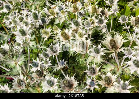 Eryngium giganteum M.Bieb. Mlle le fantôme de Willmott, les Apiaceae Banque D'Images