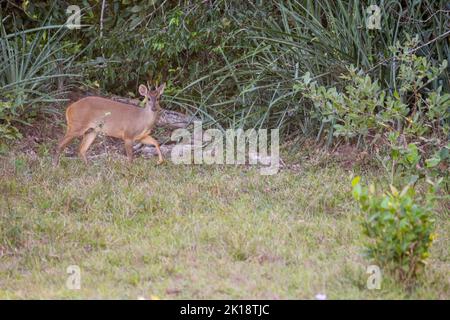 Un cerf de brocart gris (Mazama gouazoubira) près de la Loge Piuval dans le Pantanal Nord, État de Mato Grosso, Brésil. Banque D'Images