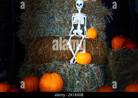 Squelette blanc d'halloween assis sur du foin foncé entouré de citrouilles orange Banque D'Images