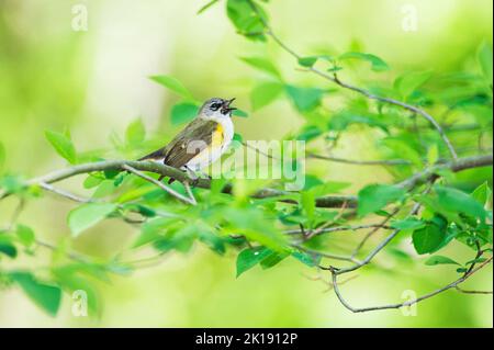 Paruline redstart femelle, américaine au printemps Banque D'Images