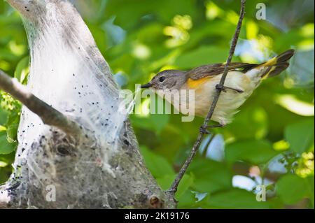 Femelle American redstart warbler tente de collecte caterpillar ski à utiliser dans le nid Banque D'Images