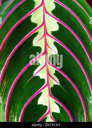 Macro photographie de la belle feuille d'une plante de prière noire, capturée dans un jardin près de la ville coloniale de Villa de Leyva, dans le centre de la Colombie. Banque D'Images