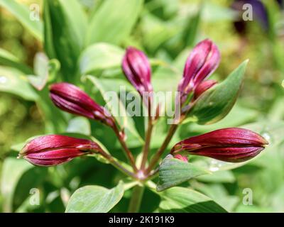Macro photographie de cinq bourgeons alstroemeria, dans un jardin près de la ville coloniale de Villa de Leyva, dans le centre de la Colombie. Banque D'Images