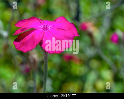 Photographie macro d'une fleur de campion rose rouge, capturée dans un jardin près de la ville de colonia de Villa de Leyva, dans le centre de la Colombie. Banque D'Images