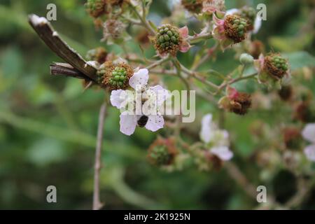 Gros plan sur BlackBerry Bloom. Photo de lumière du jour. Fleurs blanches. Feuillage luxuriant. Scène d'été. Environnement naturel. STAMEN et pistil. Banque D'Images