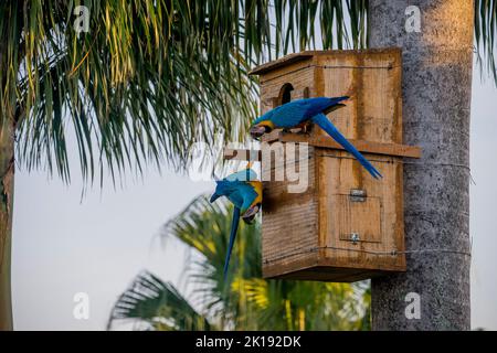 Une paire d'aras bleu et jaune dans une boîte de nid, à l'Aguape Lodge dans le Pantanal du Sud, Mato Grosso do Sul, Brésil. Banque D'Images