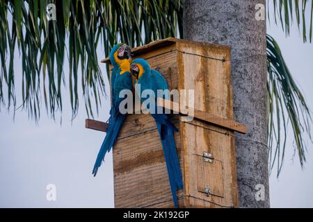 Une paire d'aras bleu et jaune dans une boîte de nid, à l'Aguape Lodge dans le Pantanal du Sud, Mato Grosso do Sul, Brésil. Banque D'Images