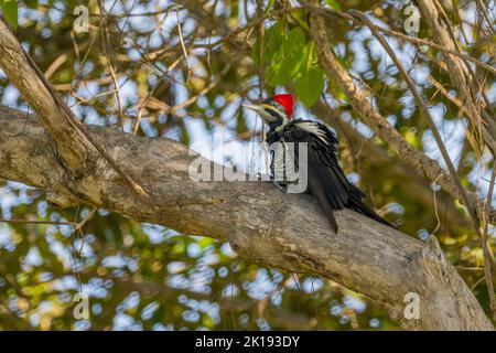 Un pic ligné (Dryocopus lineatus) sur le tronc d'un arbre dans la savane près de l'Aguape Lodge dans le Pantanal Sud, Mato Grosso do Sul, Banque D'Images