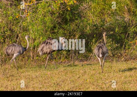 Grand Rheas (Rhea americana) dans la savane près de l'Aguape Lodge dans le sud du Pantanal, Mato Grosso do Sul, Brésil. Banque D'Images