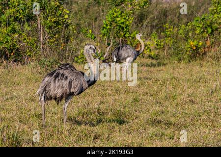 Grand Rheas (Rhea americana) dans la savane près de l'Aguape Lodge dans le sud du Pantanal, Mato Grosso do Sul, Brésil. Banque D'Images