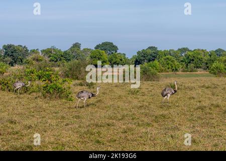 Grand Rheas (Rhea americana) dans la savane près de l'Aguape Lodge dans le sud du Pantanal, Mato Grosso do Sul, Brésil. Banque D'Images