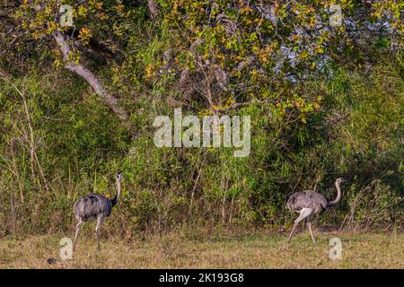 Grand Rheas (Rhea americana) dans la savane près de l'Aguape Lodge dans le sud du Pantanal, Mato Grosso do Sul, Brésil. Banque D'Images