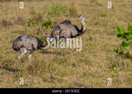 Grand Rheas (Rhea americana) dans la savane près de l'Aguape Lodge dans le sud du Pantanal, Mato Grosso do Sul, Brésil. Banque D'Images