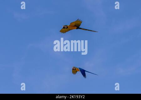 Des aras bleu et jaune en vol près de l'Aguape Lodge dans le Pantanal du Sud, Mato Grosso do Sul, Brésil. Banque D'Images