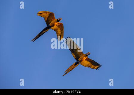 Des aras bleu et jaune en vol près de l'Aguape Lodge dans le Pantanal du Sud, Mato Grosso do Sul, Brésil. Banque D'Images