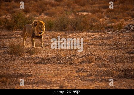 Lion masculin (Panthera leo) patrouilant son territoire dans le parc national de la frontière trans de Kgalagadi, Afrique australe Banque D'Images