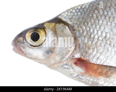 Portrait de bream argenté (Blicca bjoerkna) isolé sur fond blanc. Les espèces de poissons sont largement distribuées dans les bassins de la mer Baltique. Southe Banque D'Images