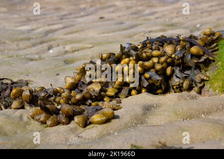 Algues spiralées poussant sur une plage, Fucus spiralis Banque D'Images