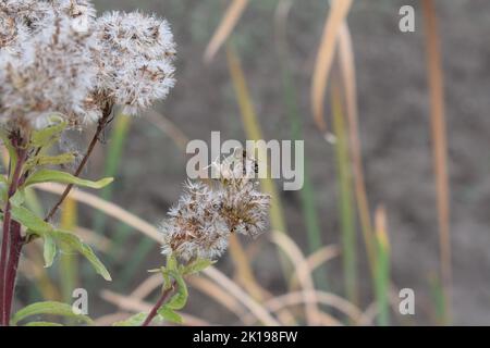 wild bee on a swamp flower Banque D'Images