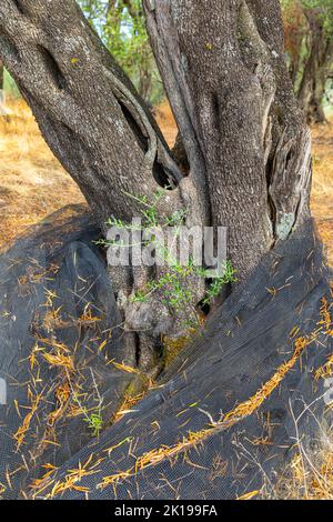 Dans le vieux verger d'olive, île de Corfou, Grèce Banque D'Images