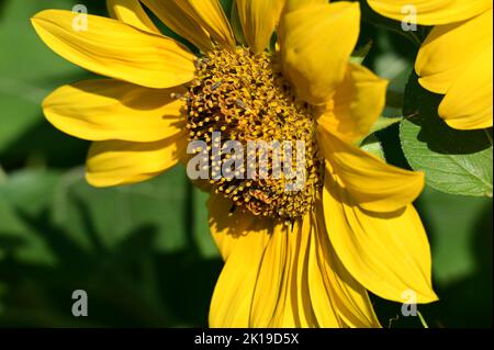 Tournesol en fleur pleine avec abeille très fréquentée Banque D'Images