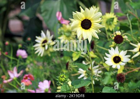 Tangled bed of Vanilla Ice sunflowers at the end of season with one sunflower standing proud and perfect.  Kew Gardens, England, September Stock Photo